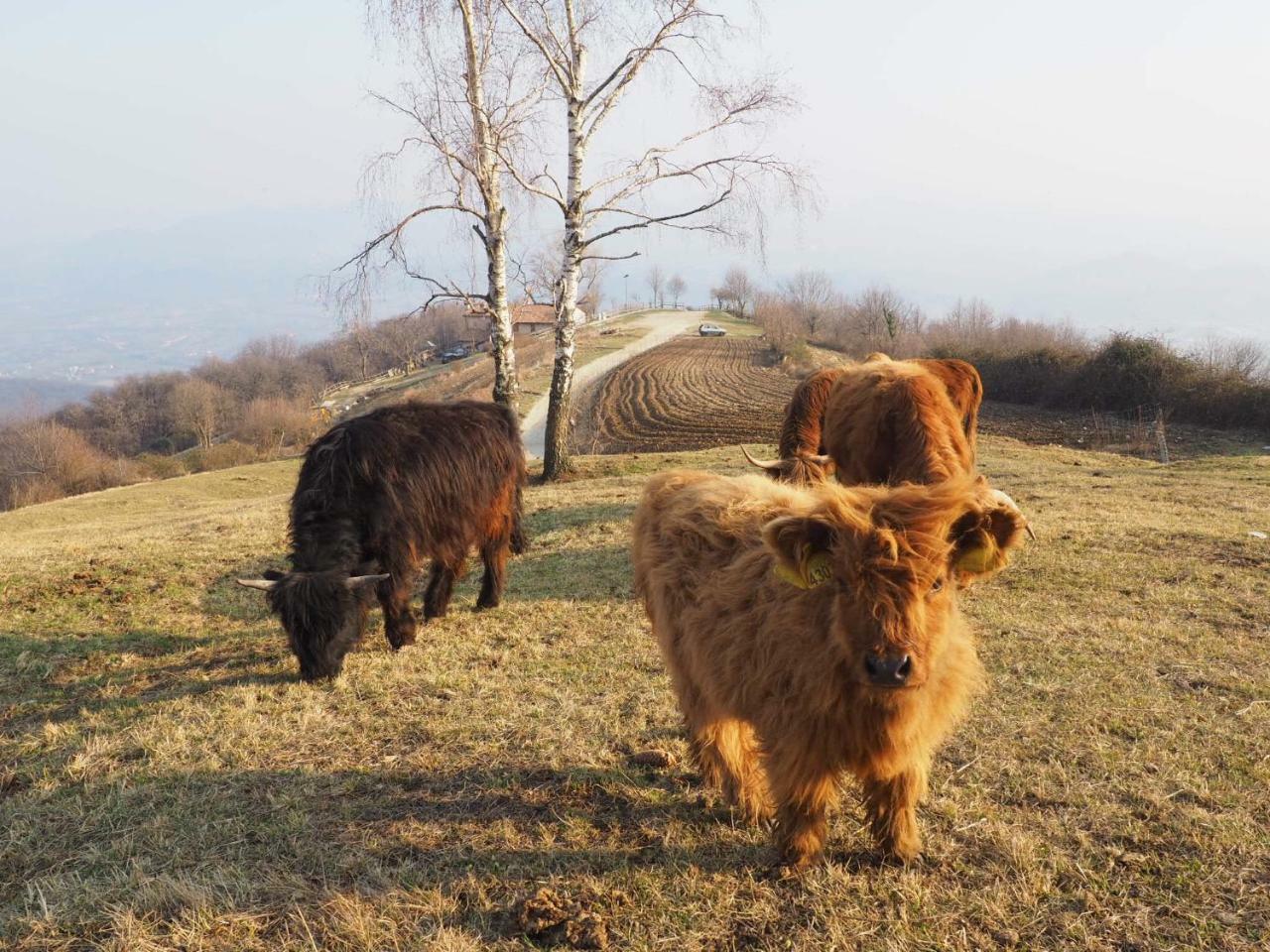 Agriturismo Croda Bianca Cavaso Del Tomba Eksteriør billede